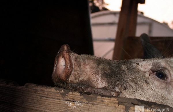 <br />
Очаг чумы свиней ликвидирован в Пильнинском районе<br />
