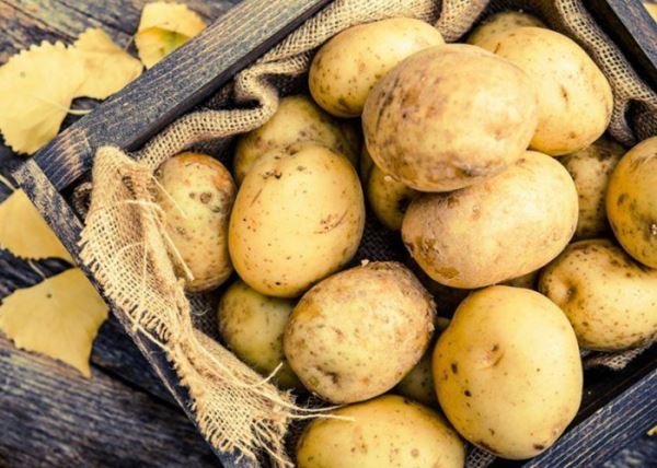 Болезни картофеля при хранении и борьба с ними