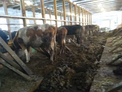<br />
Прокуратура Мазановского района проверила ферму, где голодает скот<br />
