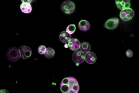 Ученые обнаружили сложную внутреннюю структуру у «примитивных» органелл клетки