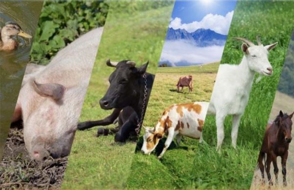 Минсельхоз утвердил новые ветеринарные правила содержания скота