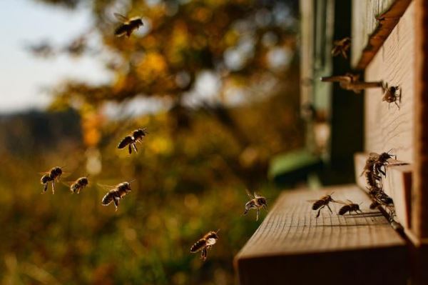 Какие изменения предлагается внести в ветеринарные правила по содержанию пчел