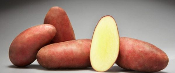 Болезни картофеля при хранении и борьба с ними