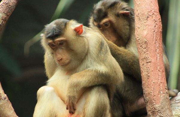 <br />
Ветеринары в Подмосковье в 2020 году осмотрели около 130 обезьян<br />
