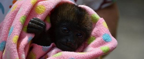 <br />
Около 130 обезьян осмотрели подмосковные ветеринары в 2020 году<br />
