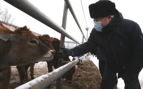 Молочно-сырный комплекс в селе Ягодном Томской области наращивает производство