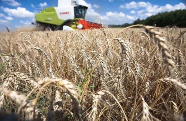 Действия России на мировом рынке зерна пугают потребителей и поднимают цены