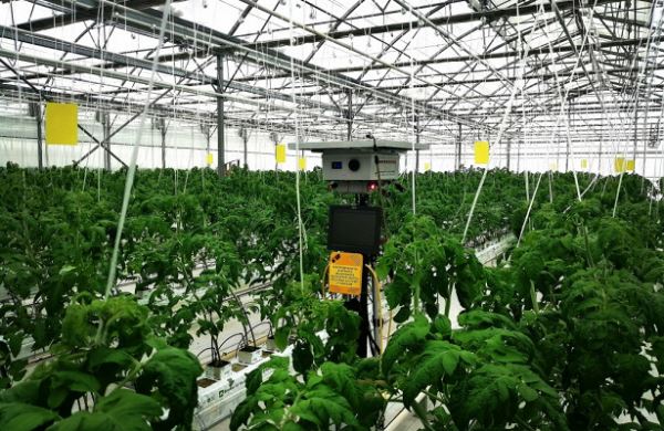 <br />
Мичуринский ГАУ: лазерный робот для защиты тепличных культур «растет» вместе с растениями<br />

