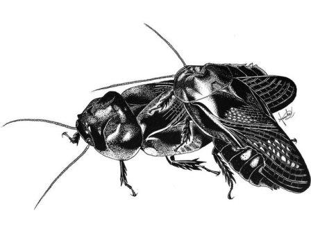 Самцы и самки азиатского таракана в ходе спаривания съедают крылья друг друга и остаются вместе на всю жизнь