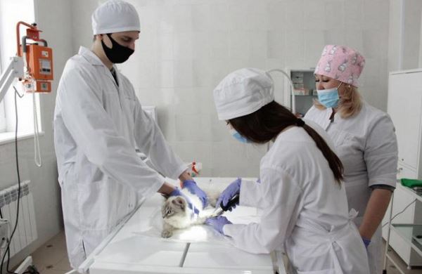 <br />
Самарский ГАУ открывает ветеринарную клинику по новым образовательным стандартам<br />
