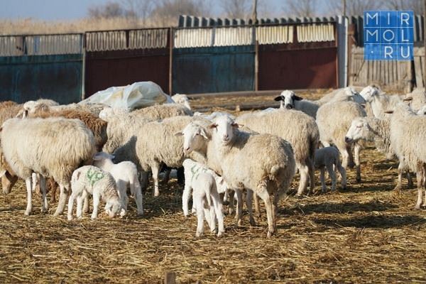 <br />
В Кулинском районе Дагестана зафиксирован массовый падеж скота<br />

