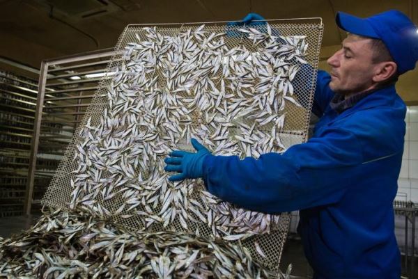 Порядка 33 миллионов рублей господдержки в 2020 году выделено на развитие отраслей рыбного хозяйства Крыма