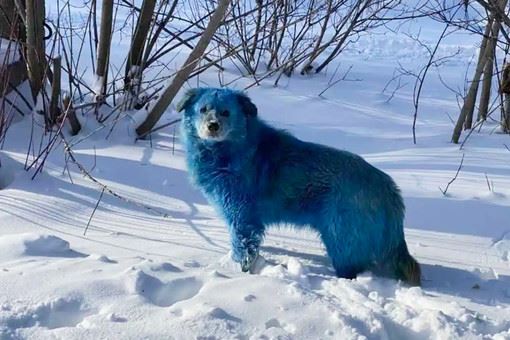 <br />
В Подмосковье обнаружили краску, из-за которой местные собаки стали зелеными<br />
