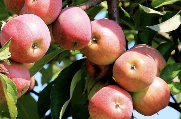 Зачем опытные садоводы вбивают в яблоню ржавый гвоздь?