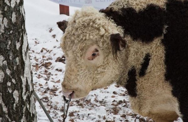 В Татарстане журналистам показали быка, у которого 3600 дочерей 