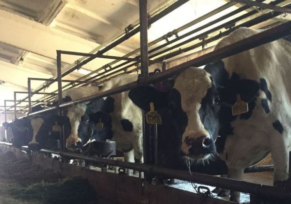 В тамбовском хозяйстве сформировано ценное племядро молочных коров-доноров с повышенной продуктивностью