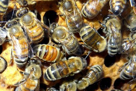 Пчелы-дочери унаследовали эпигенетические метки от отцов