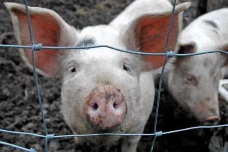 ГМ-свиньи получили одобрение в США