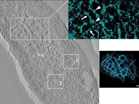 Бактериофаг свидетельствует в пользу вирусной теории происхождения клеточного ядра