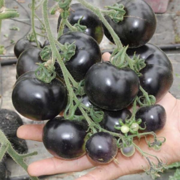 Лучшие сорта и гибриды черных томатов для выращивания в теплице